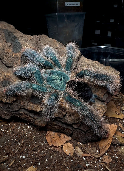 Avicularia Metallica M6 - white hair tarantula for sale 