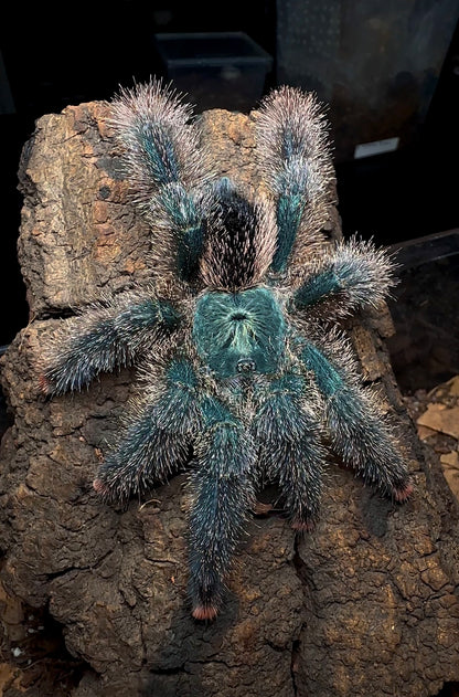 Avicularia M6 - Metallic pinktoe close up on cork bark 