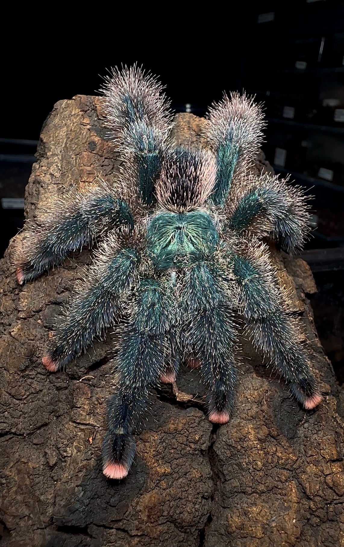 Metallic Pink Toe tarantula - white hair color form 