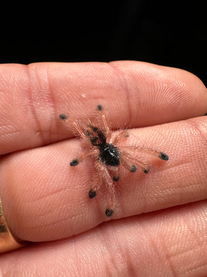 Avicularia Avicularia M6 for sale Metallic pink toe tarantula 