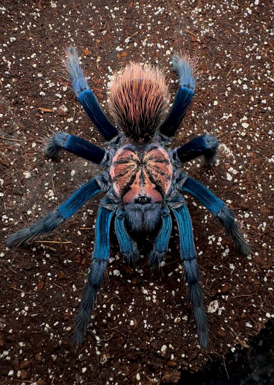Blue tarantula - Xenenthis sp. blue front side close up 