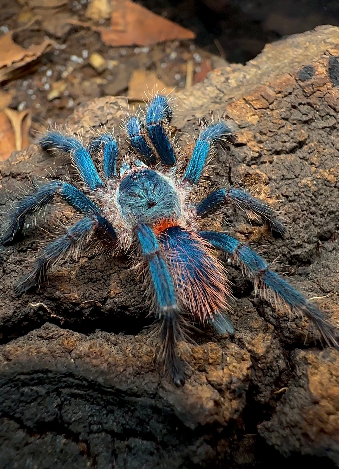 Dolichothele diamantinensis - Brazilian Blue Dwarf Beauty 2.5 inch Female tarantula for sale 