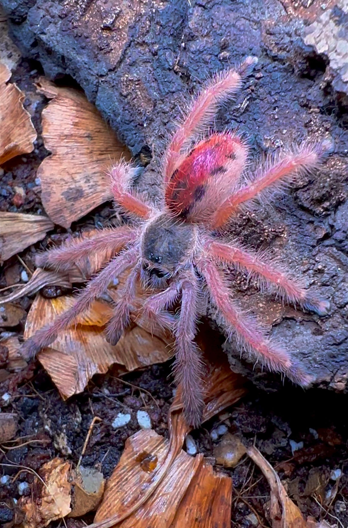 Iridopelma Sp Rosa Ruby Bloom Pink Toe For Sale Westside Tarantulas iridopelma-sp-rosa-ruby-bloom-pink-toe-for-sale-westside-tarantulas