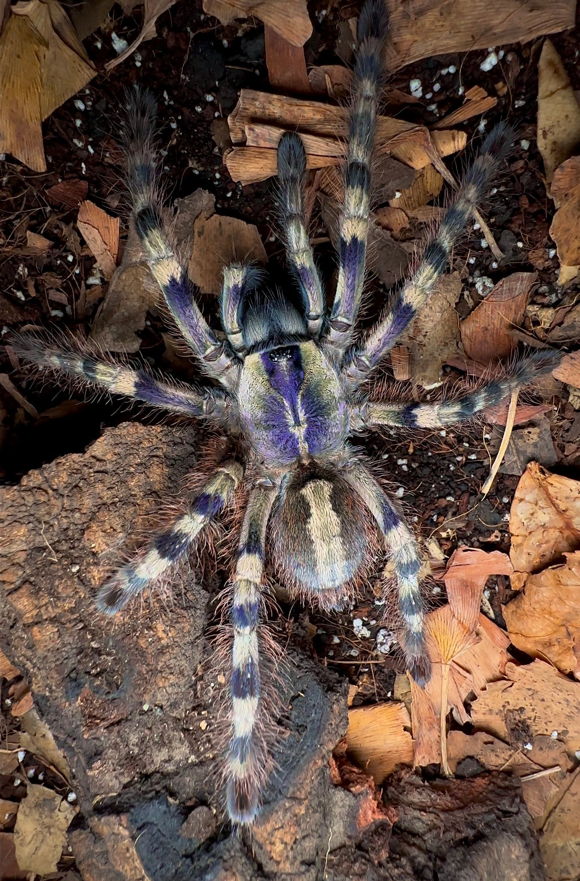Salem Ornamental tarantula adult female for sale 