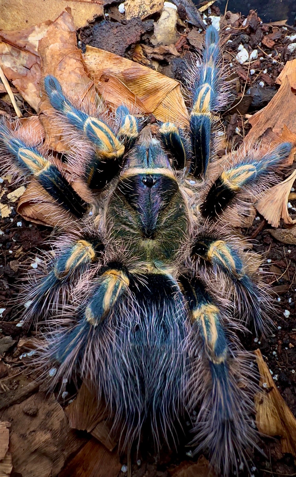 Chaco Golden Knee Tarantula female for sale - close up detail 