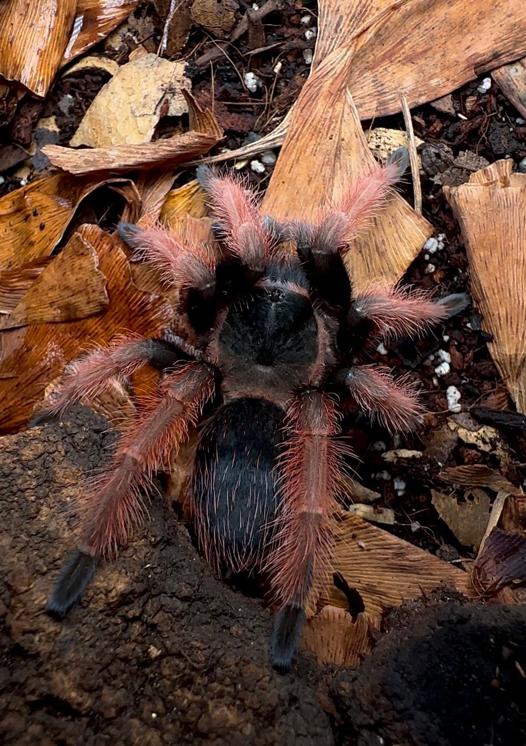 Brachypelma klassi - Mexican Pink Leg - Adult Female for Sale