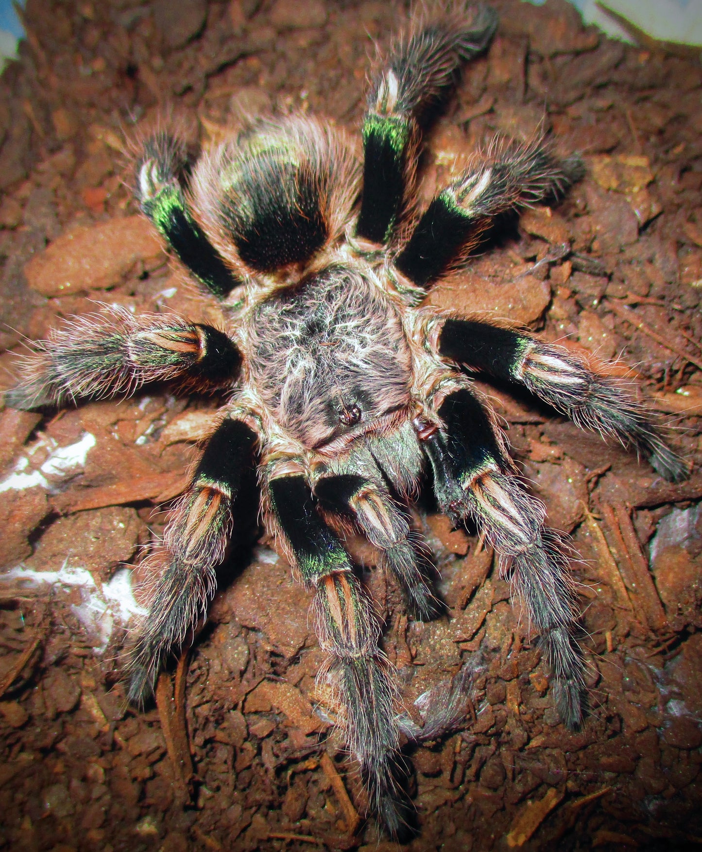 Euathlus truculentus “Green” – Chilean Green Femur - Extremely Rare!