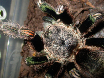 Euathlus truculentus “Green” – Chilean Green Femur - Extremely Rare!