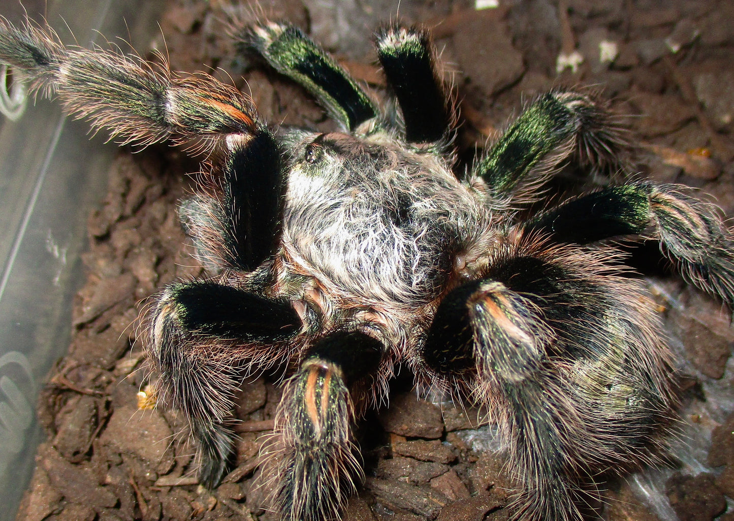Euathlus truculentus “Green” – Chilean Green Femur - Extremely Rare!