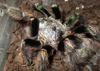 Euathlus truculentus “Green” – Chilean Green Femur - Extremely Rare!