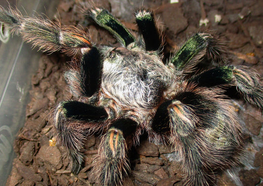 Euathlus truculentus “Green” – Chilean Green Femur - Extremely Rare!