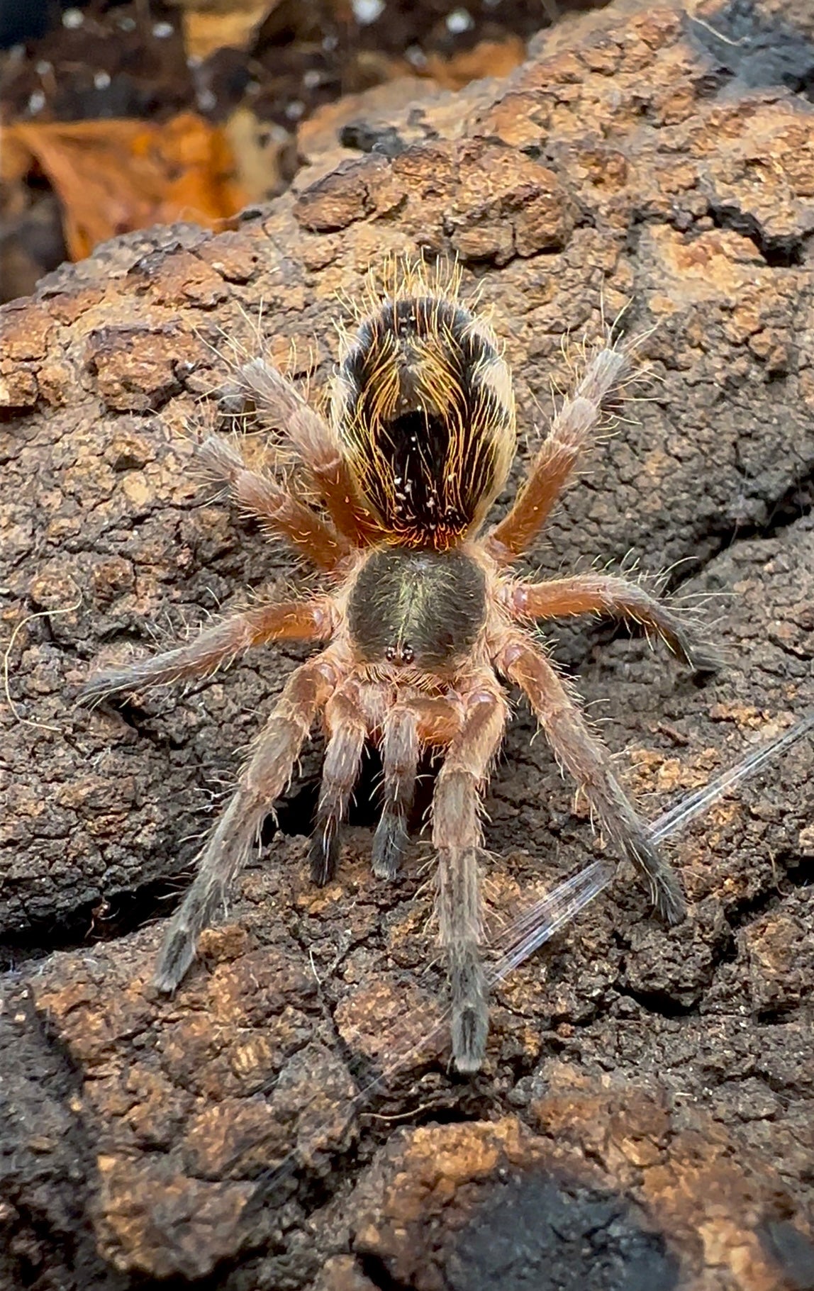 Euathlus sp. Tiger Azul 1.25 inch juvenile female for sale 