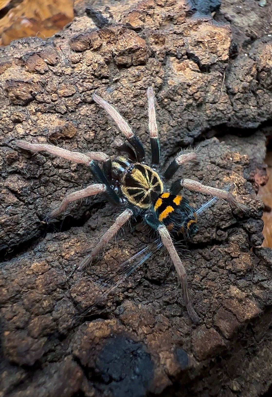 Theraphosidae sp. yasuni Juvenile female tarantula on hand for size comparison 