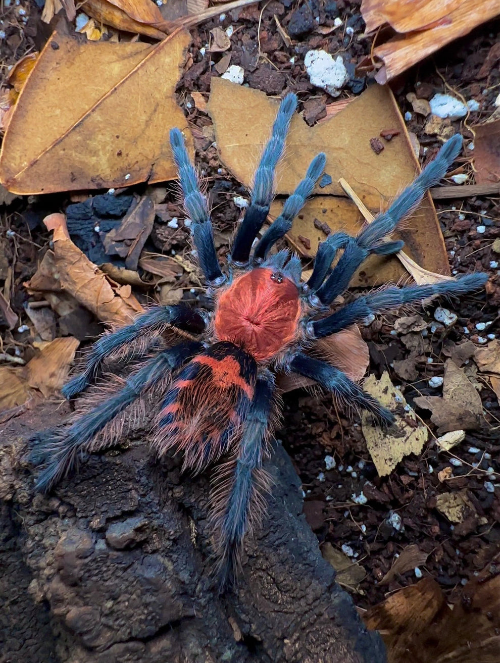 Tiger Rump Davus pentaloris - Mexican Tiger Rump Tarantula - For Sale! – Westside ...