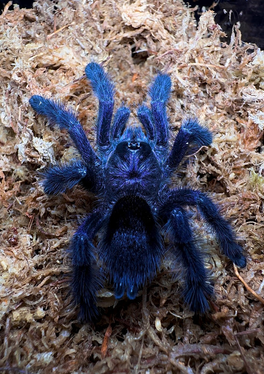 Avicularia sp. Ecuador - Royal Purple PinkToe - For Sale