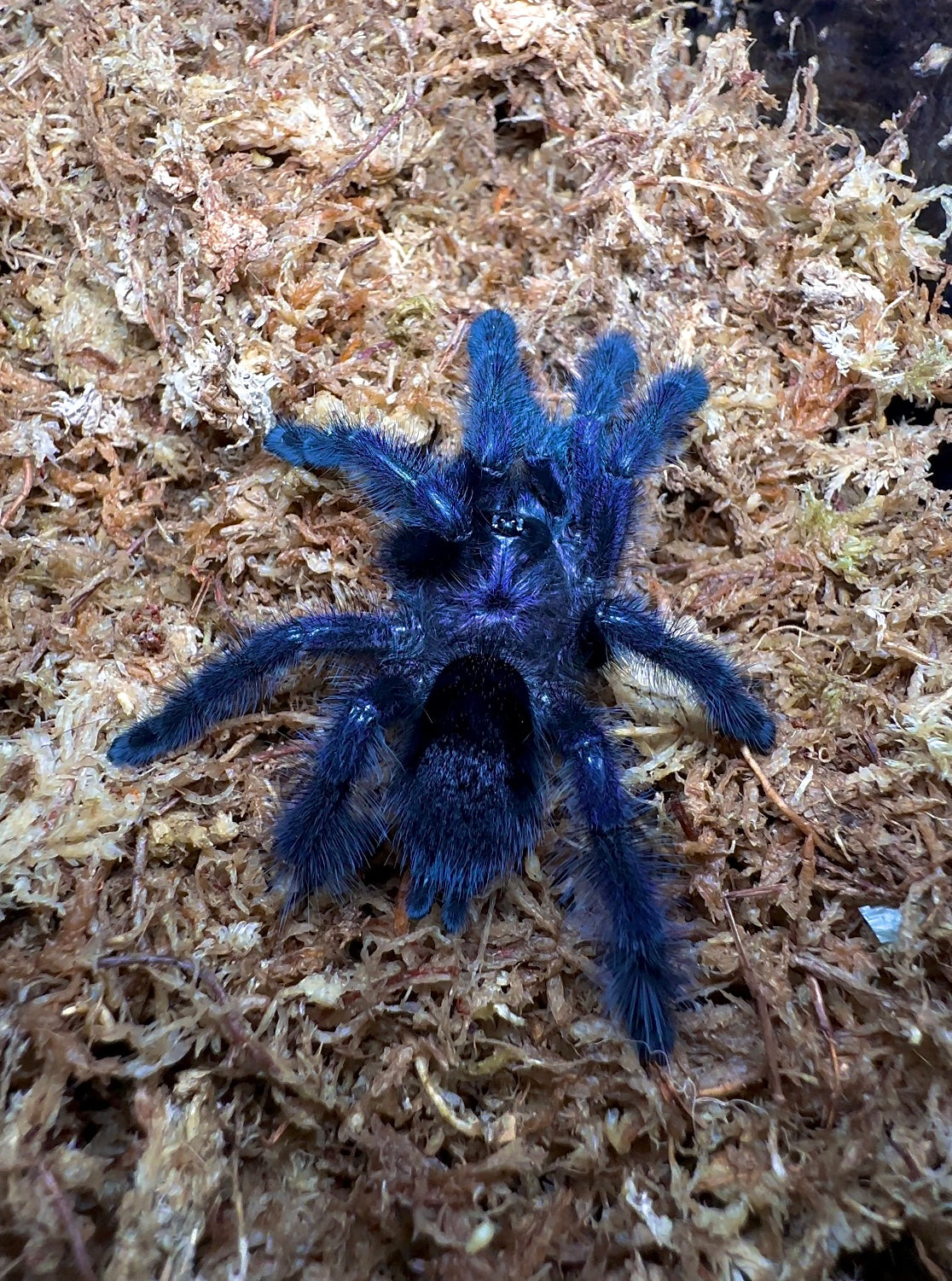 🎁 FREE With Orders $2500+ Avicularia sp. Ecuador - Royal Purple PinkToe - Adult Female! (Paired)
