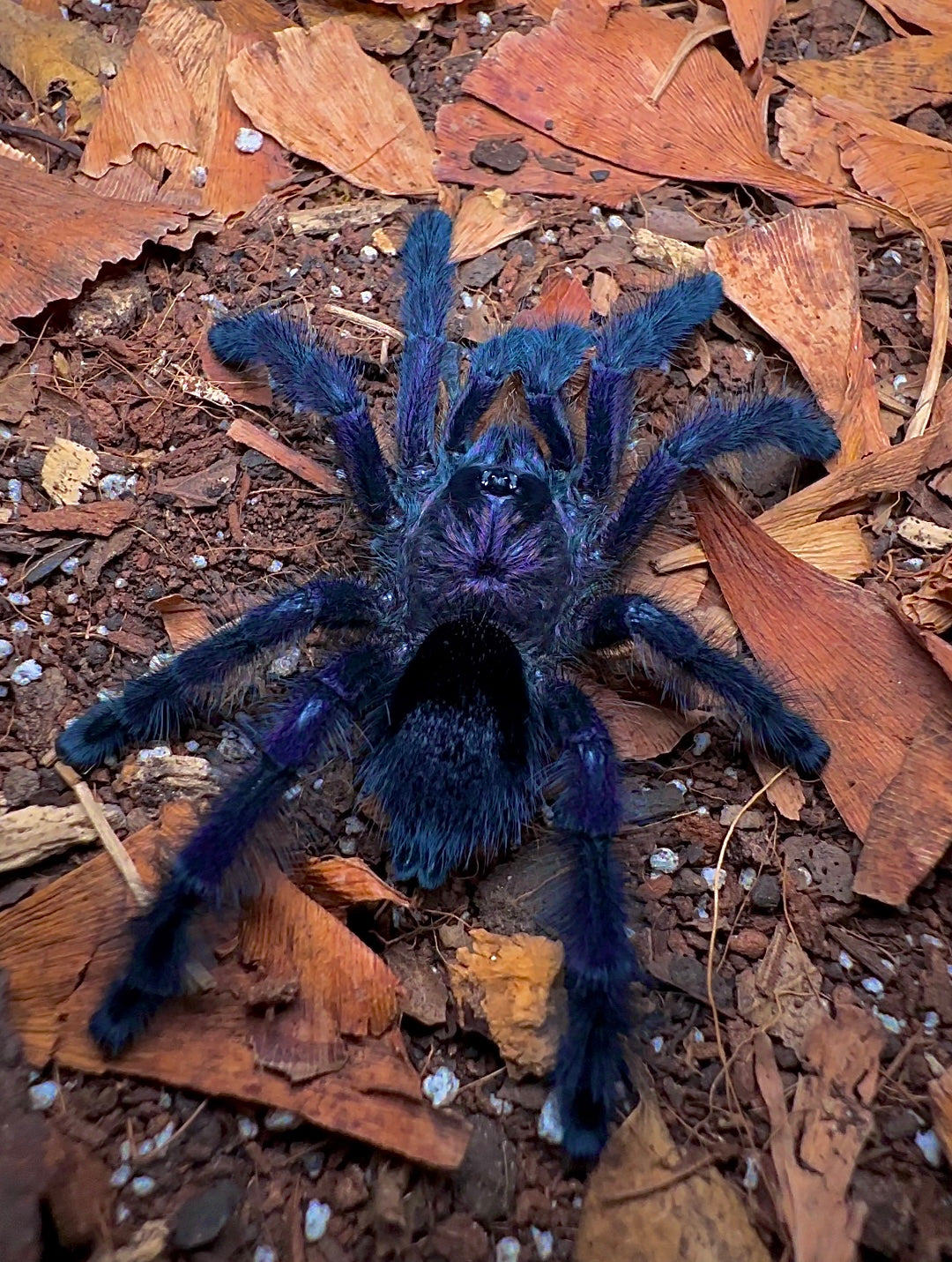 Royal Purple Pink Toe - Avicularia sp. Ecuador tarantula for sale detail 