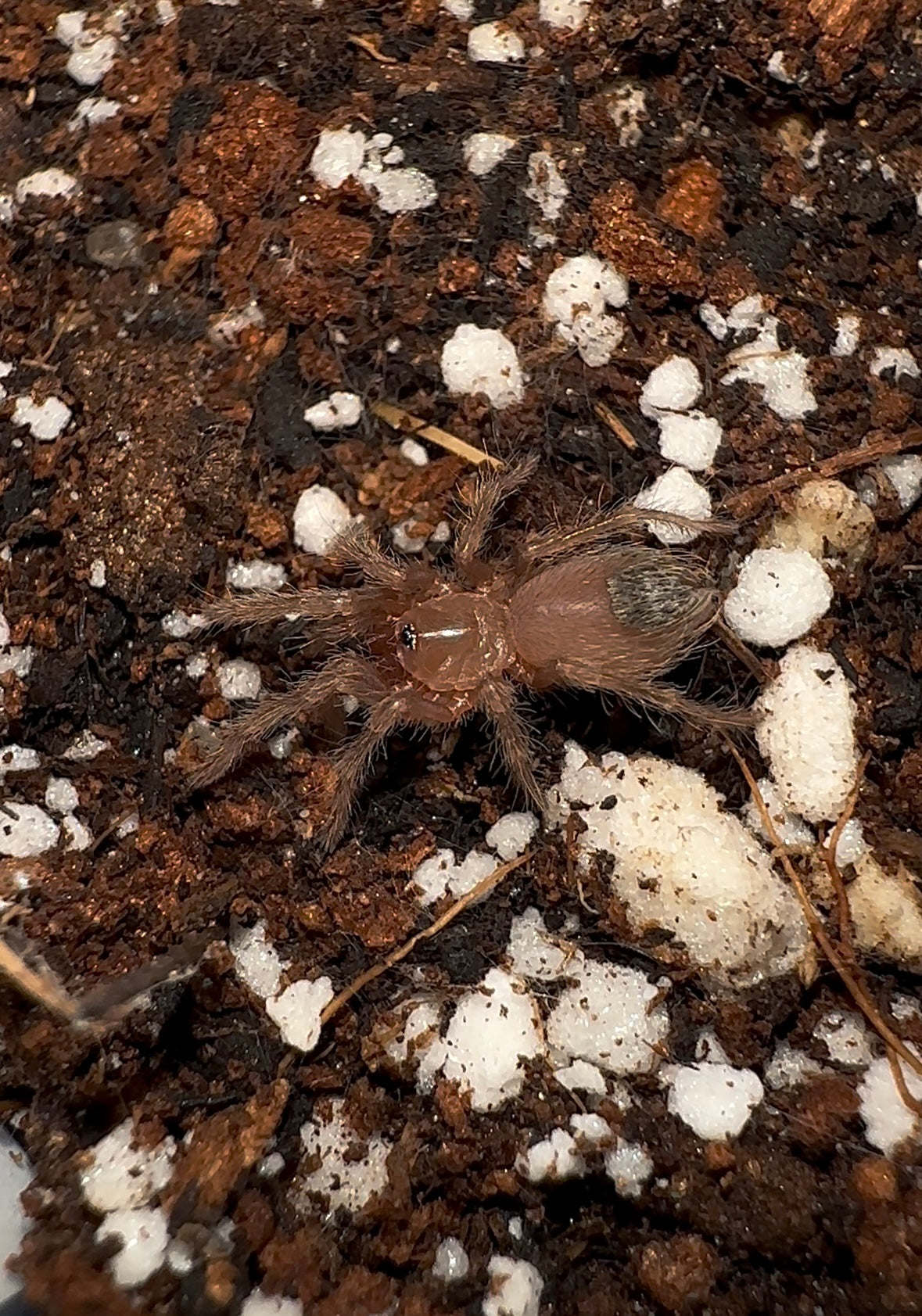 Citharacanthus Cyaneus - Orange Violet Masked Tarantula sling 