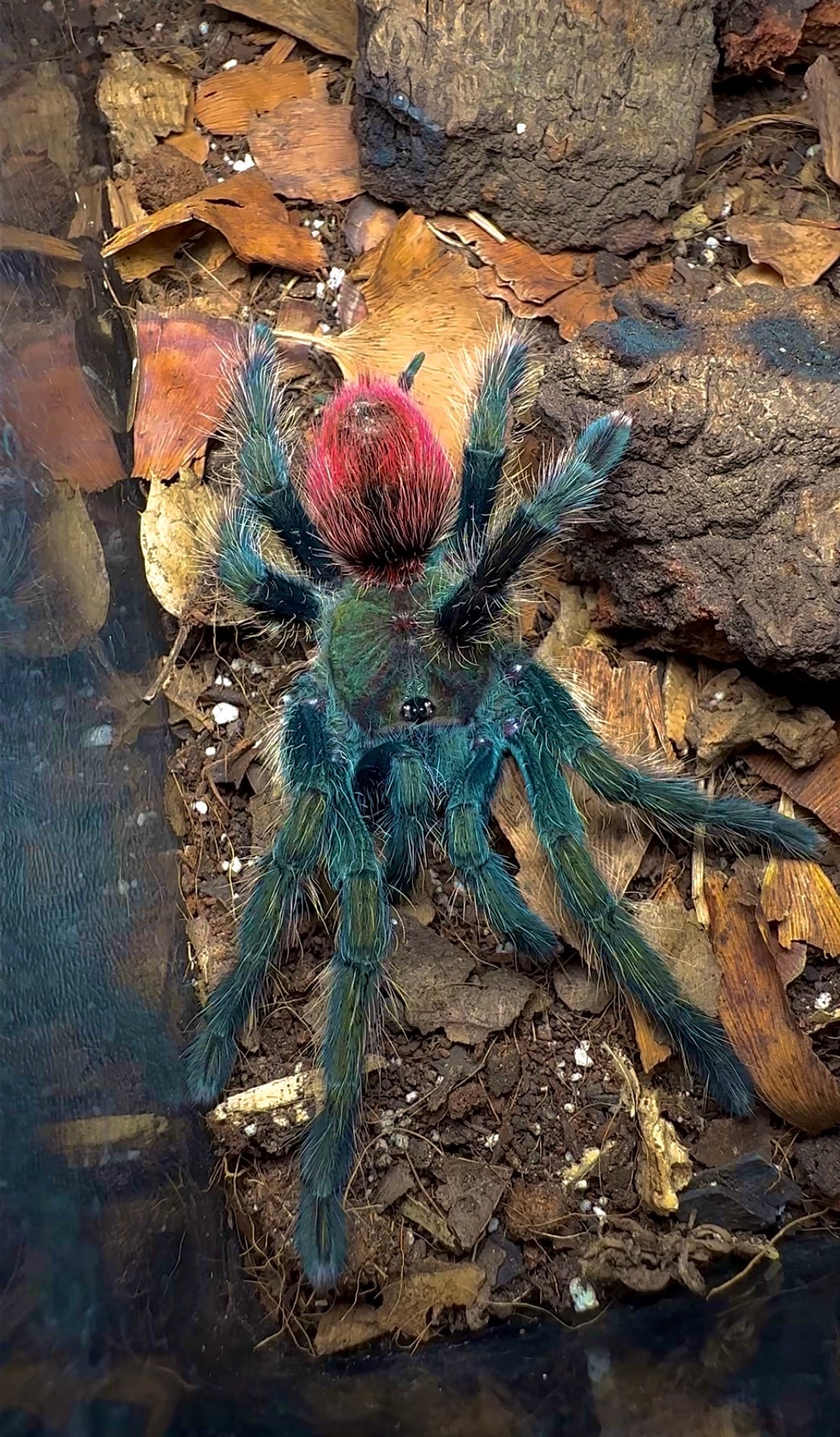 Peruvian Red Rump Thrixopelma ockerti - The Peruvian Strawberry Rump - For Sale ...