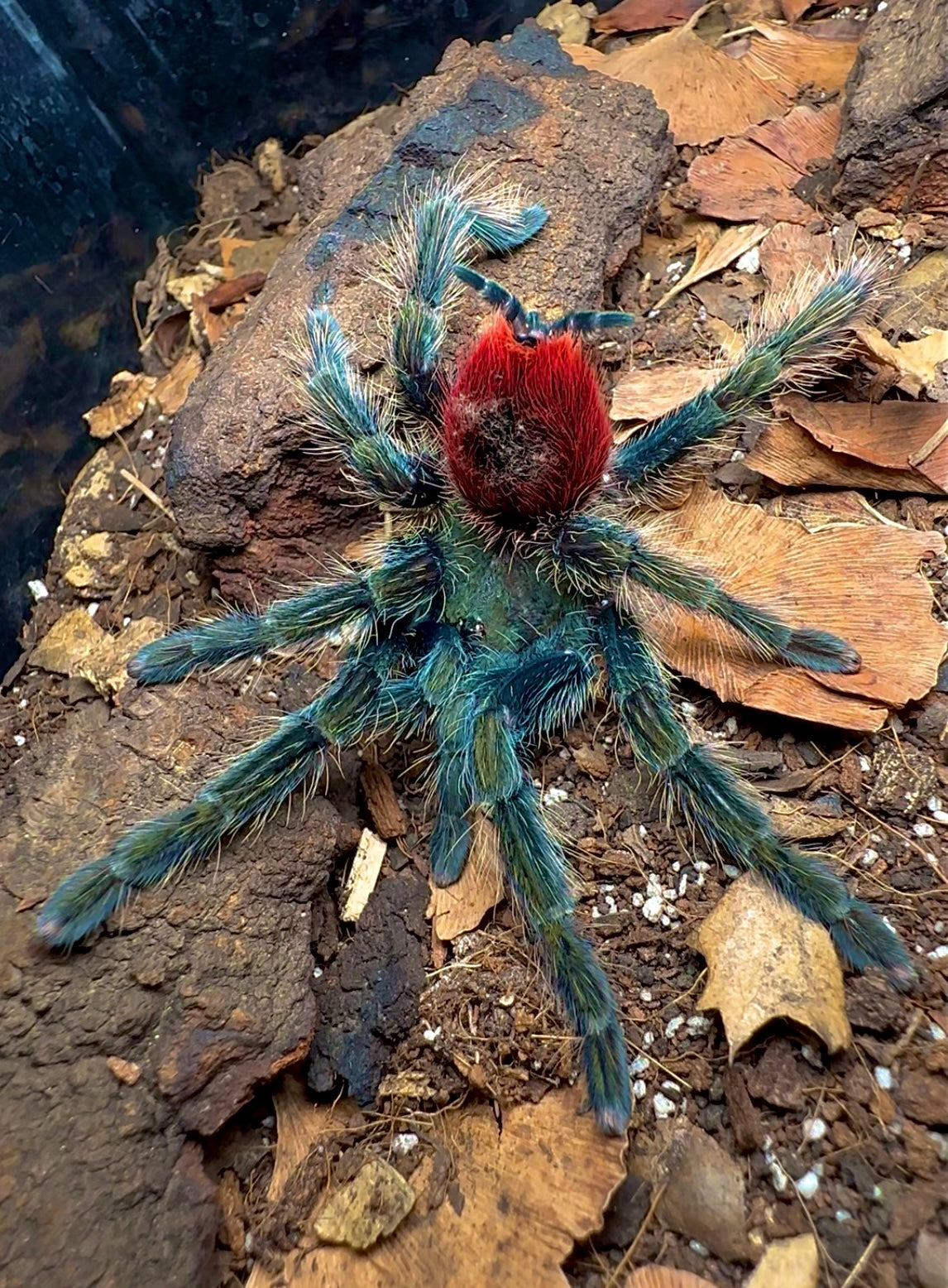 Peruvian Red Rump Thrixopelma ockerti - The Peruvian Strawberry Rump - For Sale ...