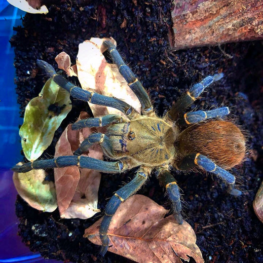 Theraphosidae sp. Kingfisher - Dwarf blue yellow and orange tarantula 