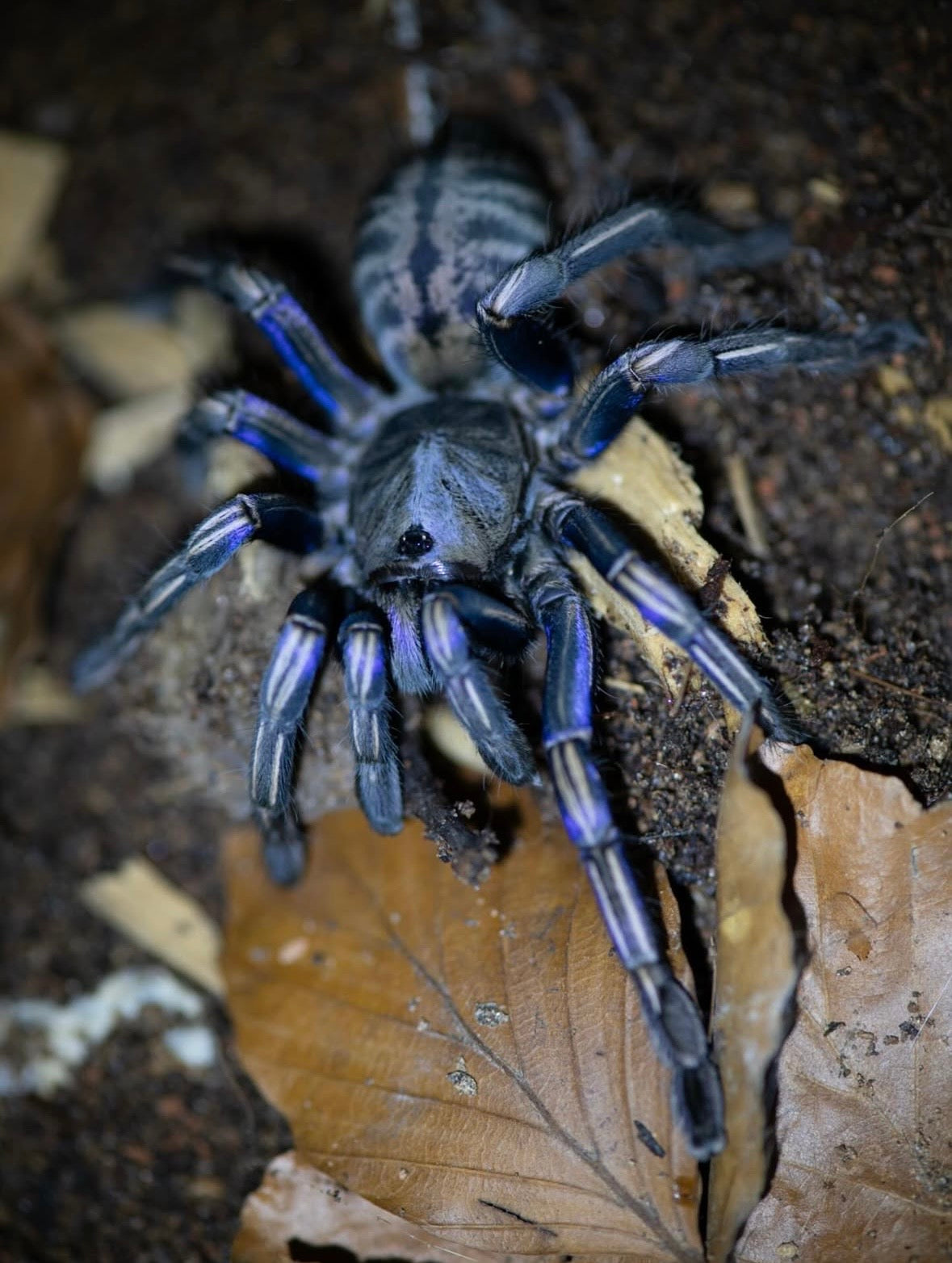 Melopoeus albostriatus – Thai Purple Zebra Tarantula - Female For Sale!