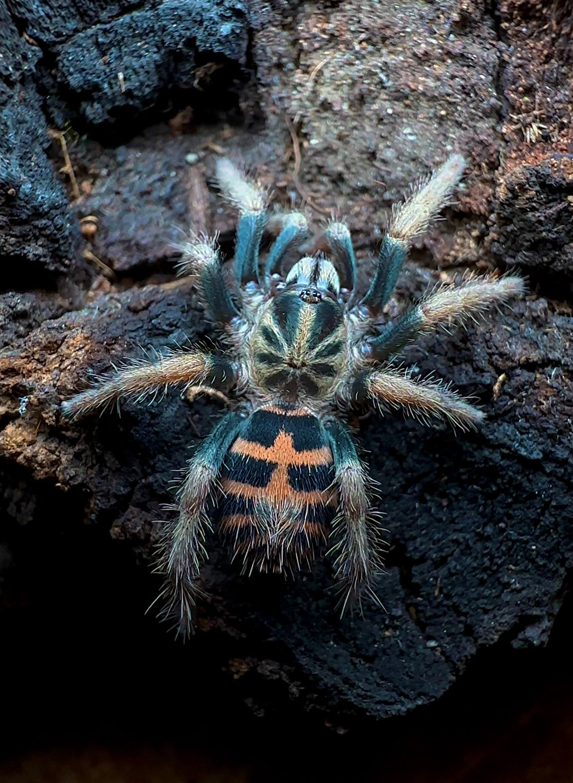 Davus Chiapas 1.5 inch female for sale 