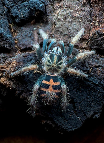 Davus Chiapas 1.5 inch female for sale 