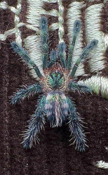 Ybyrapora divercipes - Amazon Sapphire PinkToe baby for sale! Close up 