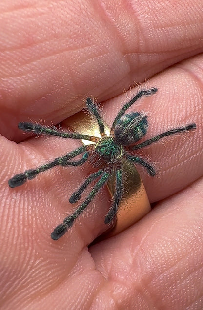 Ybyrapora divercipes - Amazon Sapphire PinkToe - unsexed sling on hand 