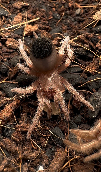 Baby Brachypelma albiceps - Mexican golden red rump tarantula 