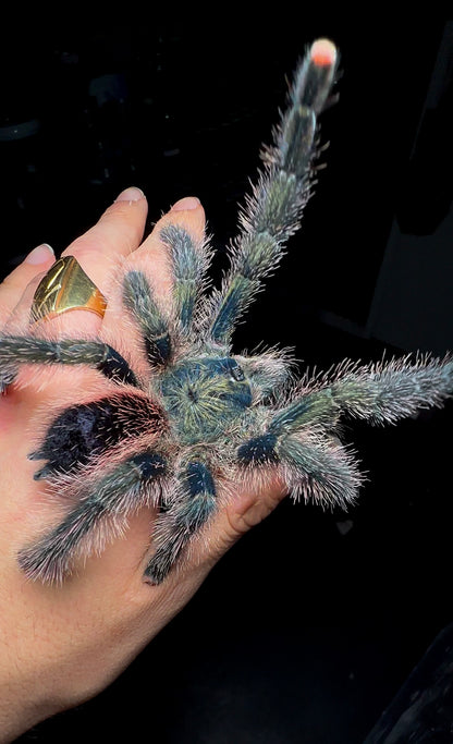 Avicularia auriantiaca - Avicularia sp. Urticans Green Adult Tarantula on hand! Back side 