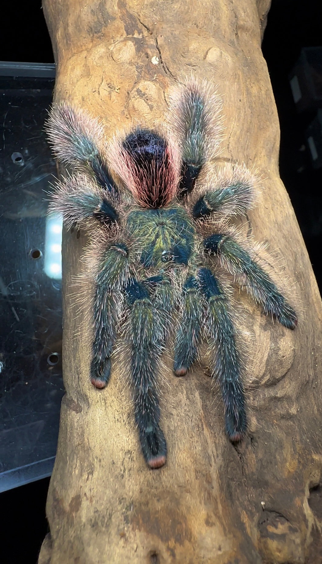 Front side Avicularia Auriantiaca 