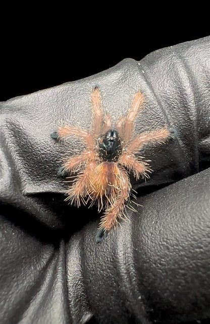 Avicularia sp. Pullcalpa - Cosmic Dream Pink Toe sling for sale 