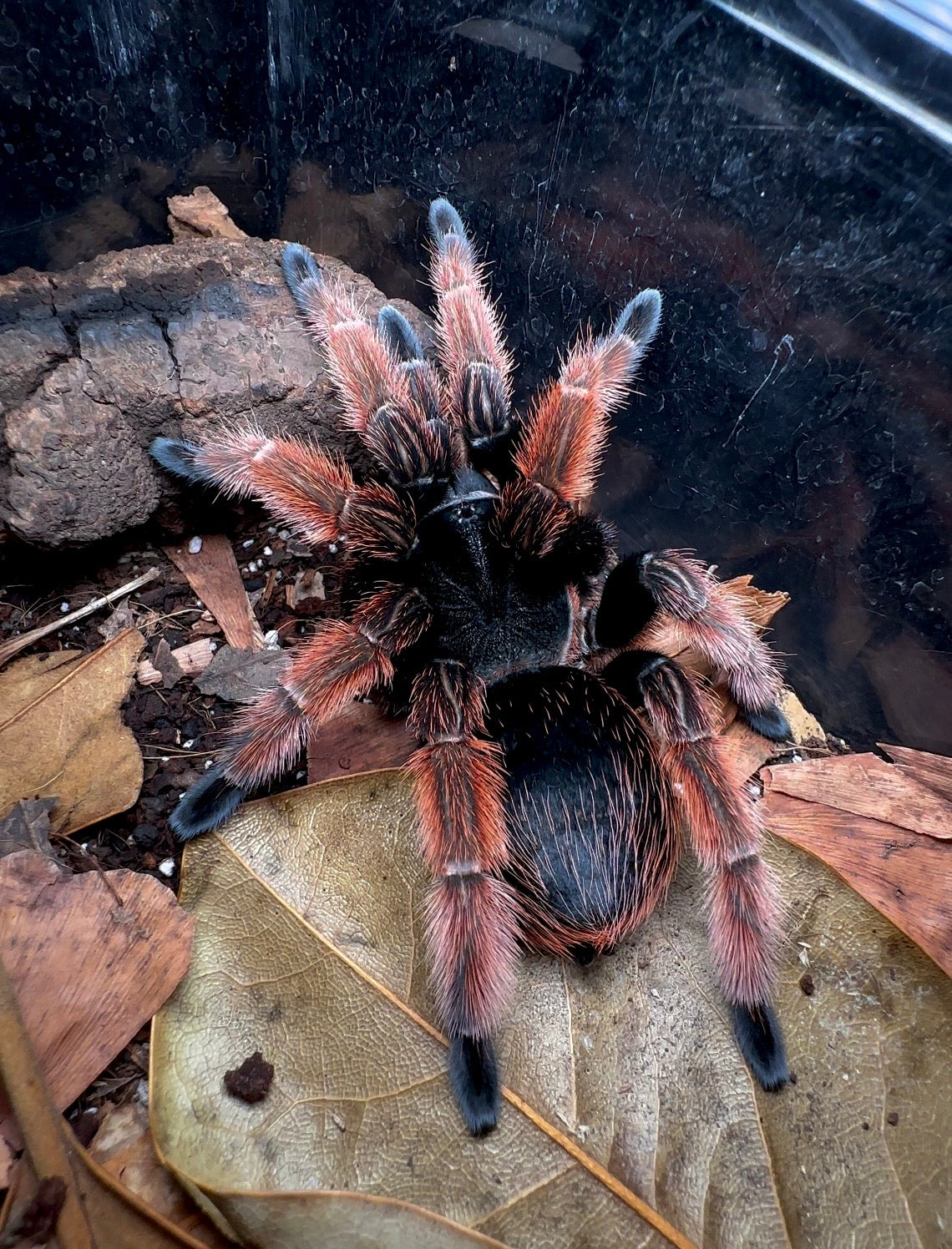 Brachypelma klassi - Mexican Pink Leg - Adult Female for Sale