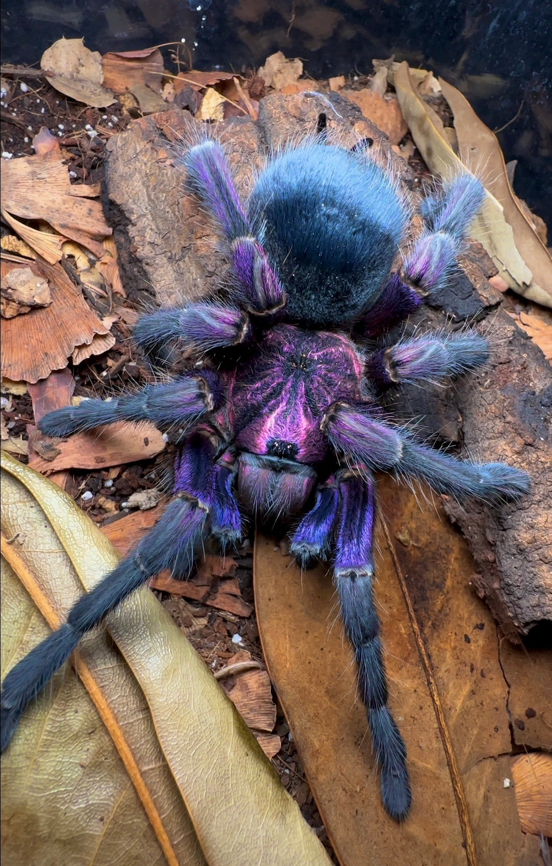 Phormictopus sp. Dominican Purple Tarantula Adult Female For Sale 