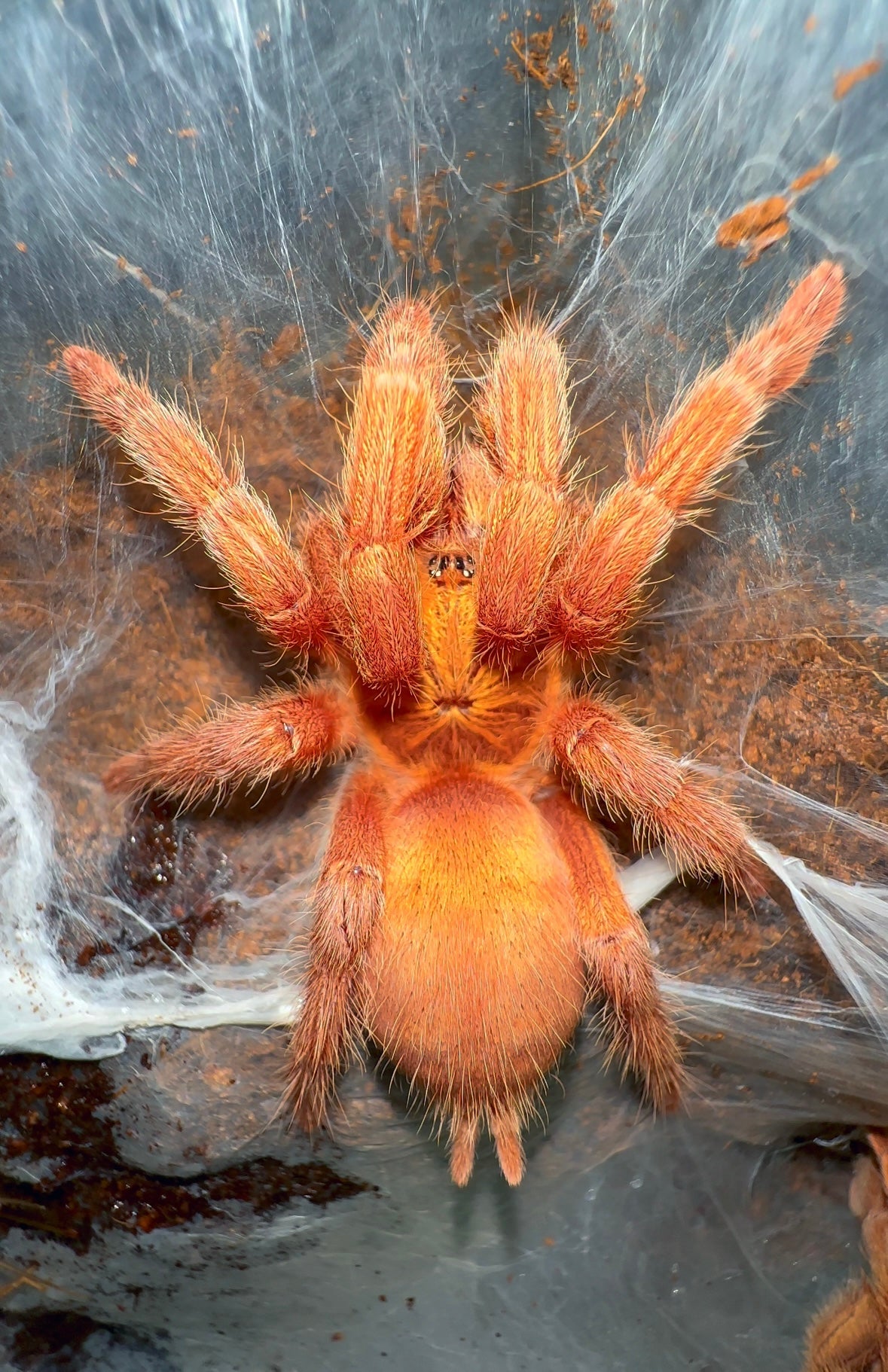 Neoholothele incei gold Adult Female Trinidad gold tarantula 