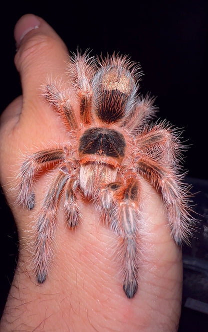 Grammostola Concepcion - Chilean Lava Cream - EXTREMELY RARE!