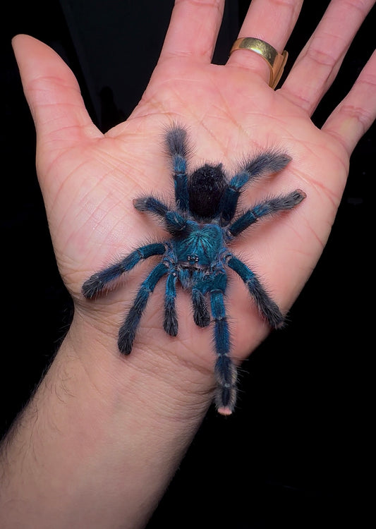 Avicularia Geroldi tarantula on hand 