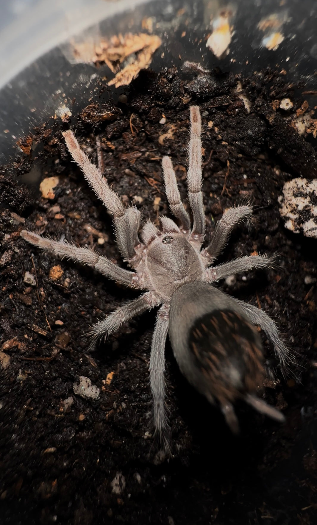 Aphonopelma moorea tarantula 2+ inch Juvenile female for sale 