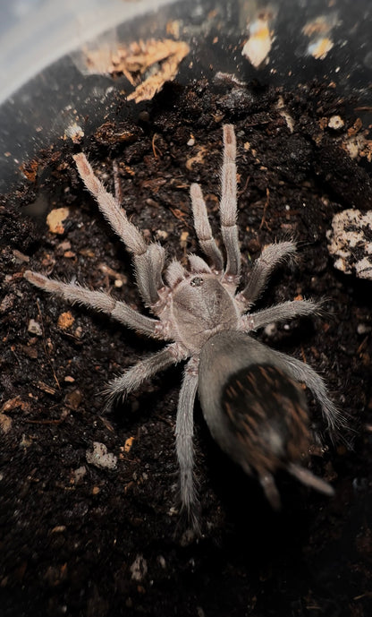 Aphonopelma moorea tarantula 2+ inch Juvenile female for sale 