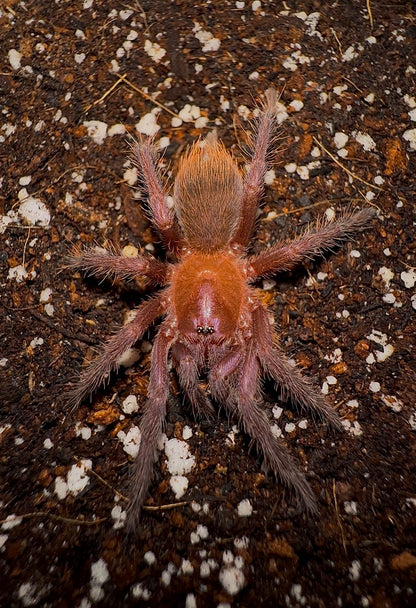 Juvenile C. Cyaneus tarantula close up - Orange/Violet Masked Tarantula 