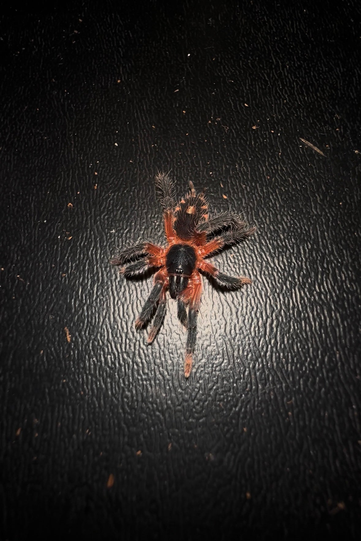 Lava spider - Davus sp. Panama 1+ inch well started juvenile for sale!