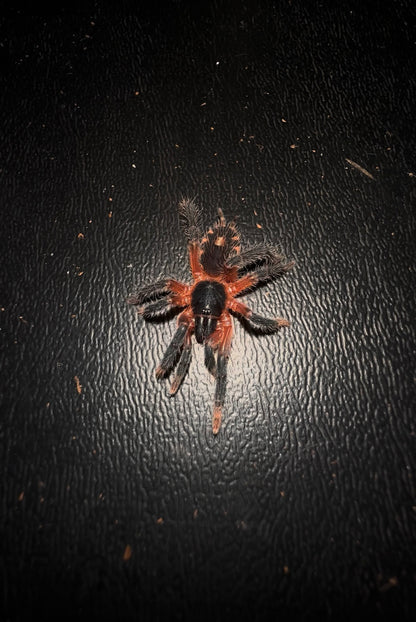 Lava spider - Davus sp. Panama 1+ inch well started juvenile for sale!
