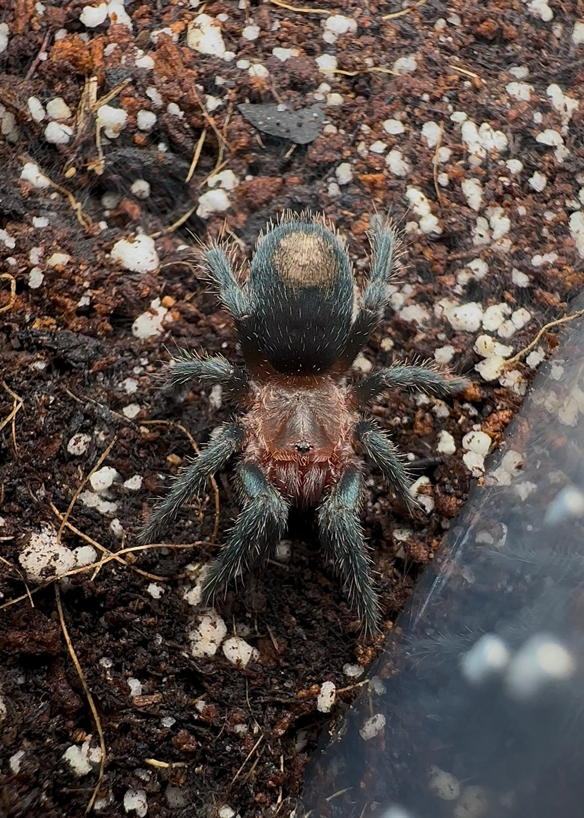 Thrixopelma cyaneolum (cobalt blue Rump young tarantula on cork bark 