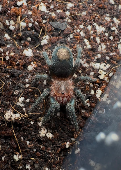 Thrixopelma cyaneolum (cobalt blue Rump young tarantula on cork bark 