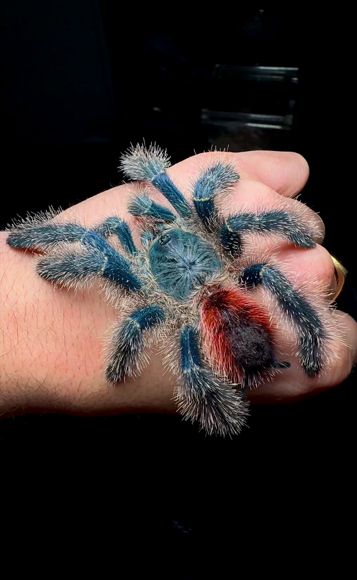 Avicularia variegata young adult female tarantula on hand 