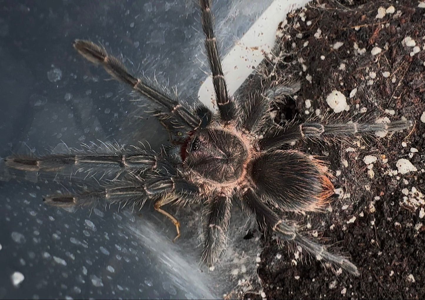 Phormictopus sp. Green Gold juvenile female tarantula for sale 
