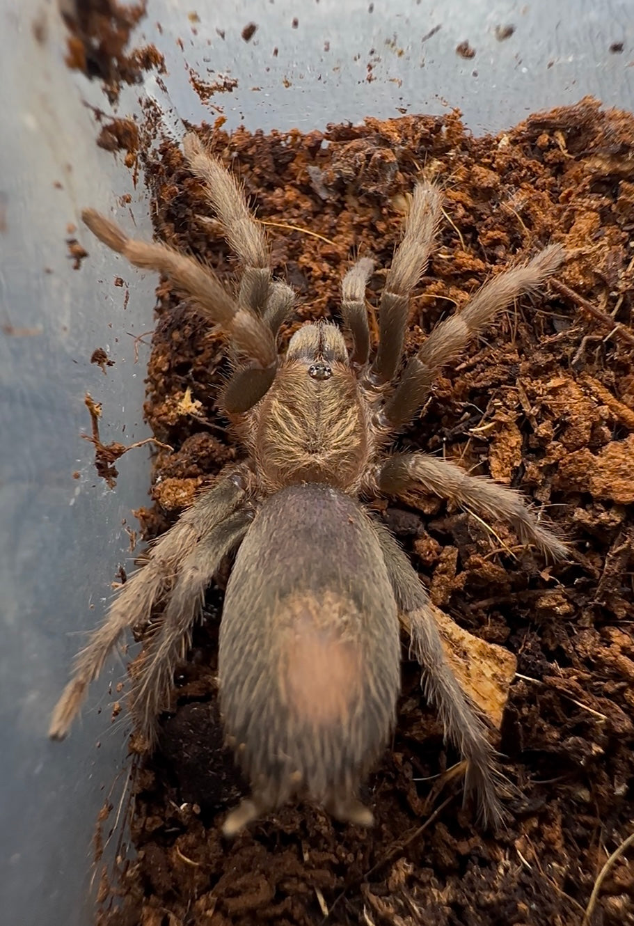 Juvenile Theraphosinae sp. Black and Gold tarantula for sale 