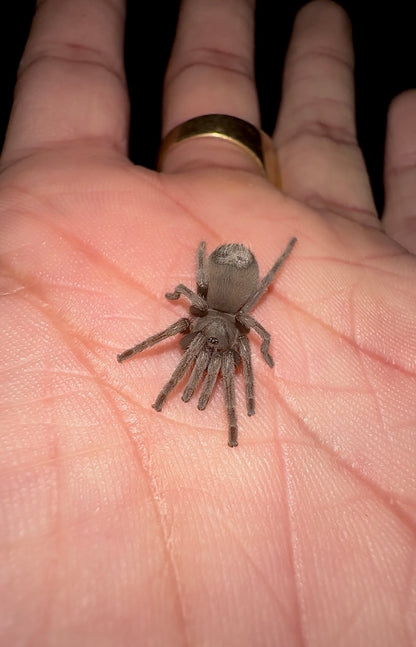 3 year old juvenile Aphonopelma moorea for sale! Slow growing tarantula on hand 